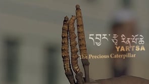 Preview image for the video "Yartsa Rinpoche: Precious Caterpillar Trailer".